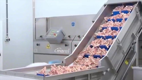 从国外先进家禽加工厂看现代化食品加工