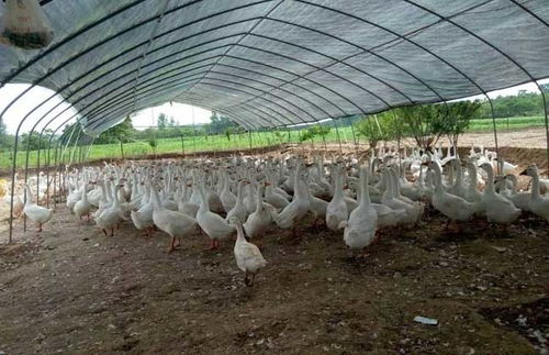 安徽养殖行业入驻中国无形资产交易网 推动家禽产业转型升级