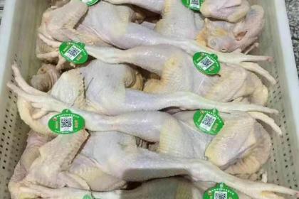 数字化家禽养殖新利器 二维码溯源脚环与一次性鸡脚环双重保障