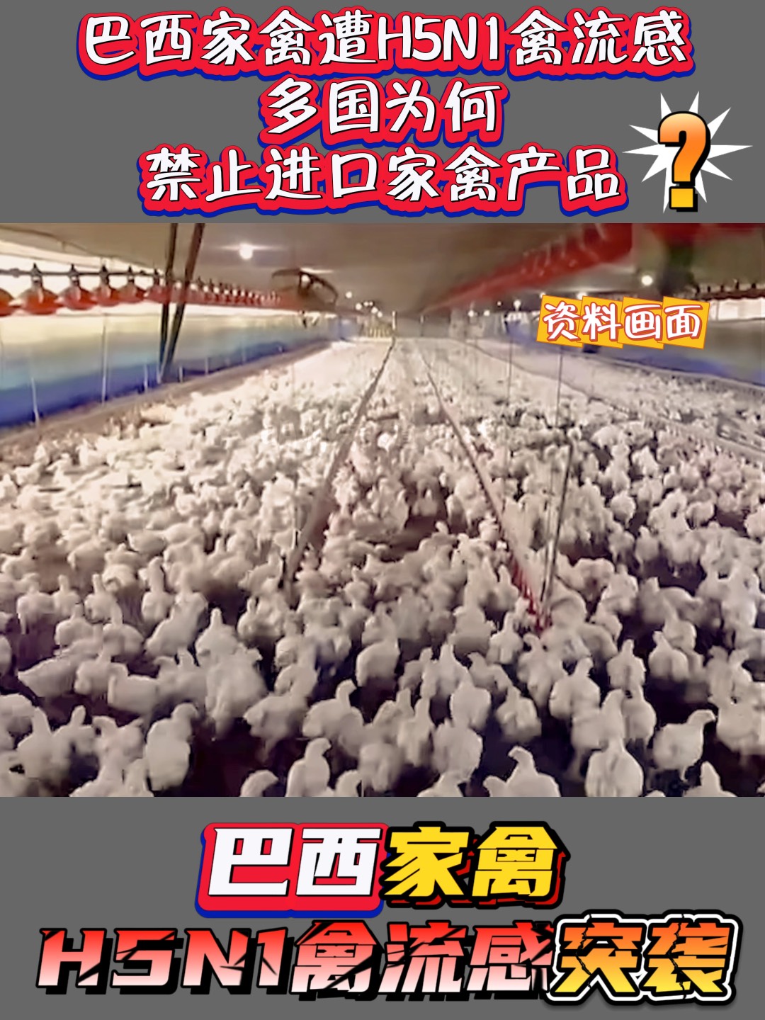 巴西家禽遭H5N1禽流感 全球多国禁令背后的多重考量