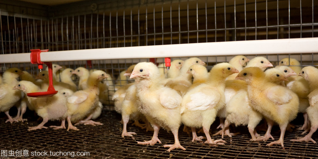 家禽的礼赞 镜头下的鸡肉鸡