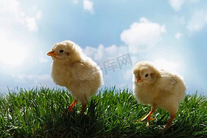 清风竹影间的羽鸣 重拾清新家禽之韵
