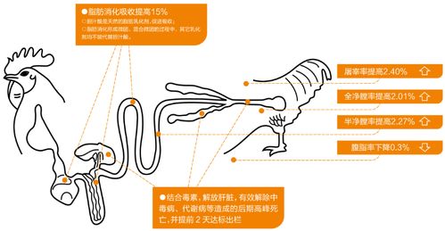 如何在保证质量的情况下降低家禽饲料的配方成本