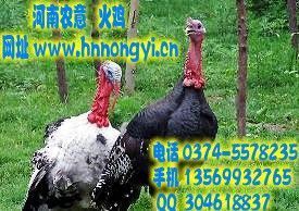 供应各类家禽与珍禽 价格、厂家及选购指南