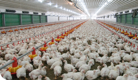 PLASSON 家禽 优质饮水解决方案的创新者