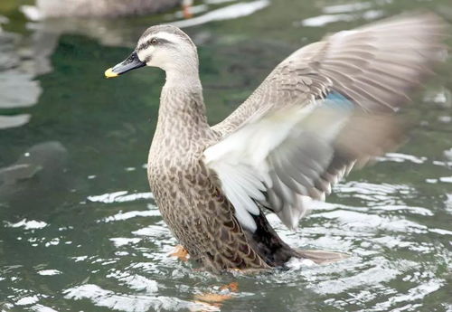 洪涝过后家禽养殖的注意事项