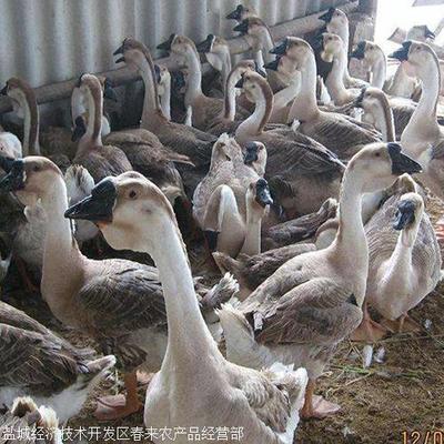 四季鹅苗选皖西，春来禽业助农兴——优质纯种四季白鹅苗品种指南