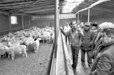 新疆尉犁 变“冬闲”为“冬忙”，家禽养殖点亮致富新路