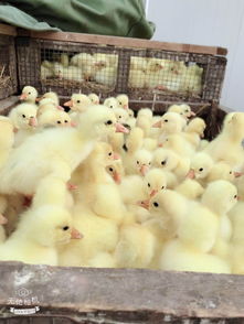 重庆北碚皖西杂交白鹅出壳苗市场价格分析与养殖前景