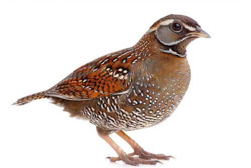 家禽农场白羽鹌鹑 从摄影图到养殖现场的探秘