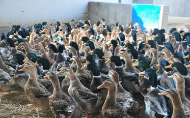 建昌鸭 源自四川的优质地方鸭种