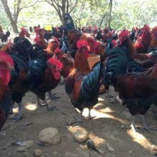 四川亿鑫和家禽育种有限责任公司 专业家禽育种与优质产品供应