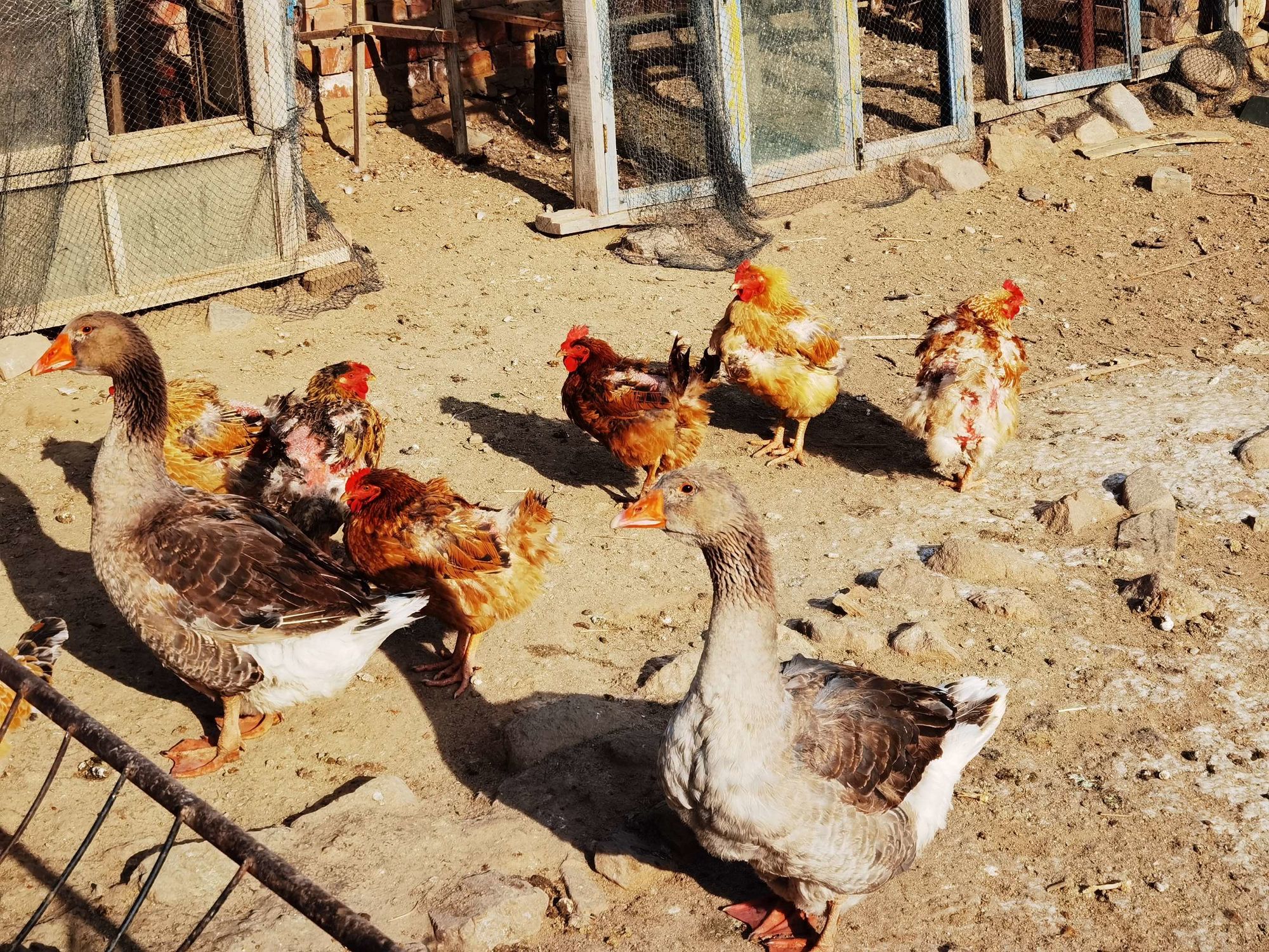 地蹼 鲜为人知的家禽美味