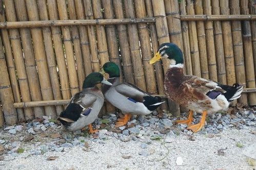 逆势飞翔 生态飞鸭养殖助我穿越家禽市场寒冬