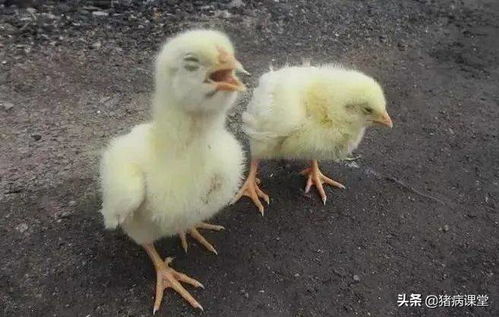 家禽呼吸系统疾病的病因分析与常见发病类型